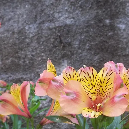 Faial Vakantiehuis