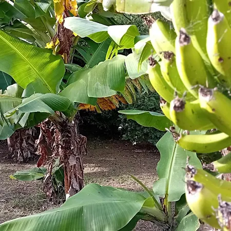 Holiday home Faial Cedros