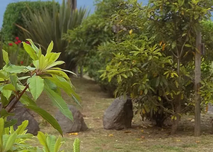 Holiday home Faial Cedros