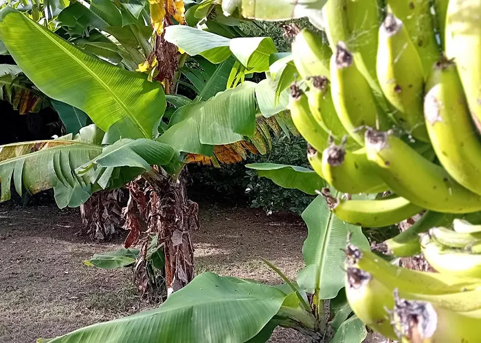 Holiday home Faial Cedros